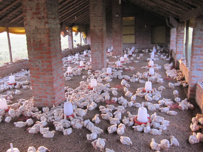 Photo d'un b&acirc;timent construit sp&eacute;cialement pour &eacute;lever des poulets destin&eacute;s au march&eacute;