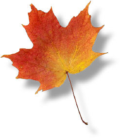 Photo of a maple leaf
