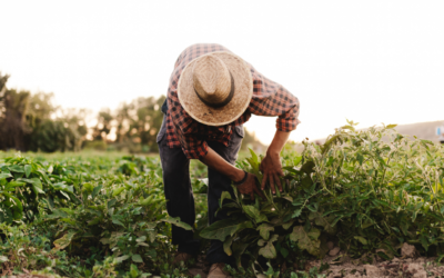 World Food Safety Day – a message from the president